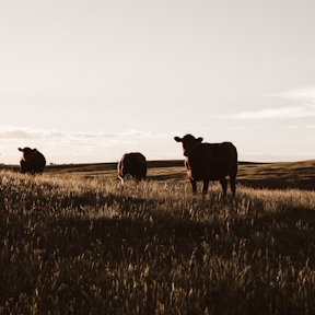 Premium Cows 