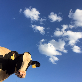 Beef Cows 