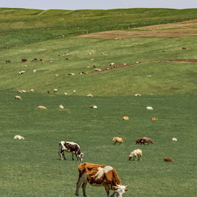 Browse the Best Cows