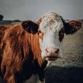 Dairy Cows 